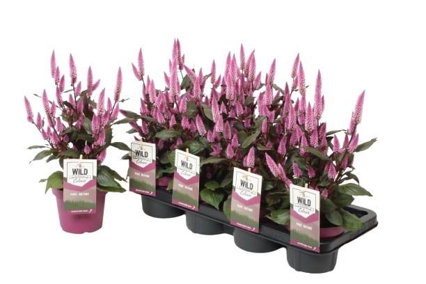 <h4>Celosia 'Wild Pink' (Gardenplant) P14</h4>