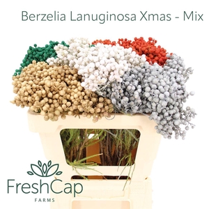 Berzelia Lanuginosa Xmas - Mix