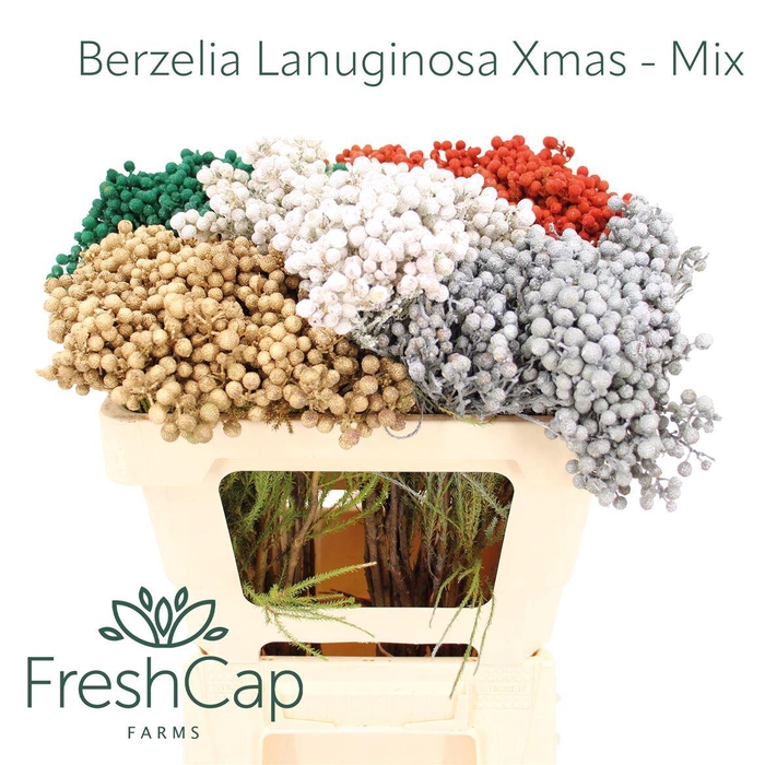 <h4>Berzelia Lanuginosa Xmas - Mix</h4>