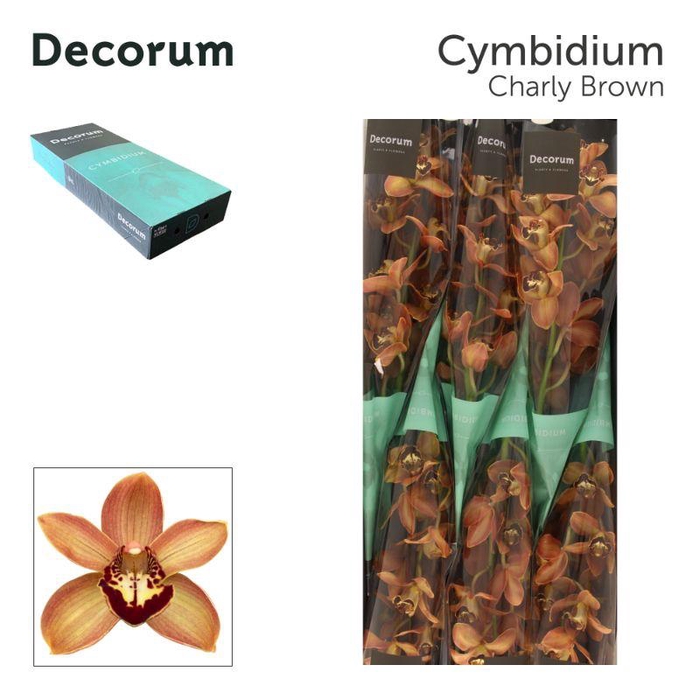 <h4>Cymbidium Charly Brown</h4>