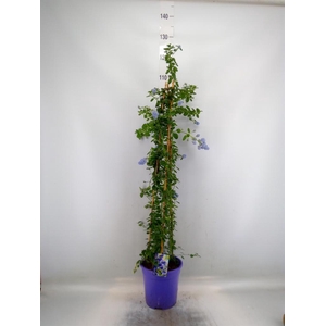 Ceanothus thyrsiflorus var. repens