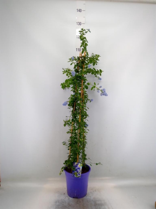 <h4>Ceanothus thyrsiflorus var. repens</h4>
