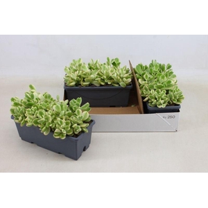 COTYLEDON LADYSMITHI
