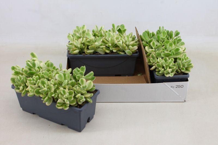 <h4>COTYLEDON LADYSMITHI</h4>