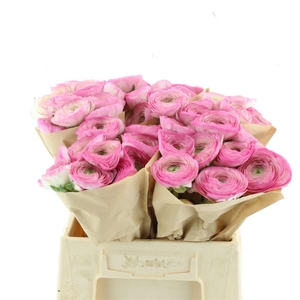 Ran Su Felicidade Extra (fr)