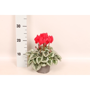 Cyclamen Super Serie XL Red