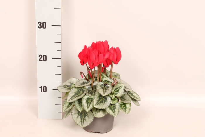<h4>Cyclamen Super Serie XL Red</h4>