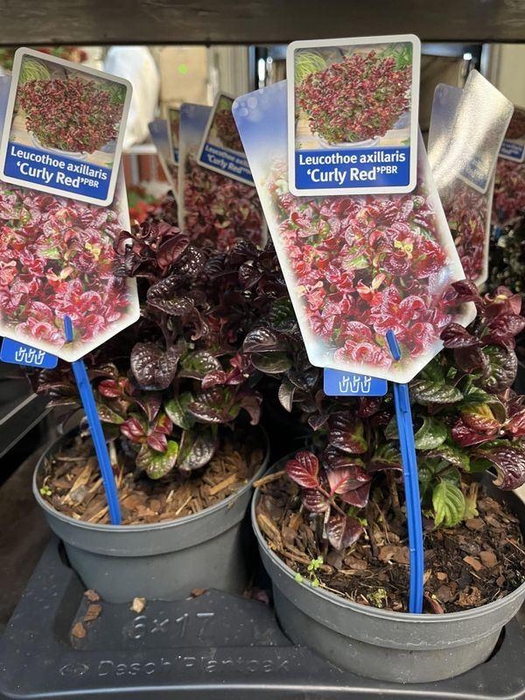 <h4>Leucothoe axillaris 'Curly Red'</h4>