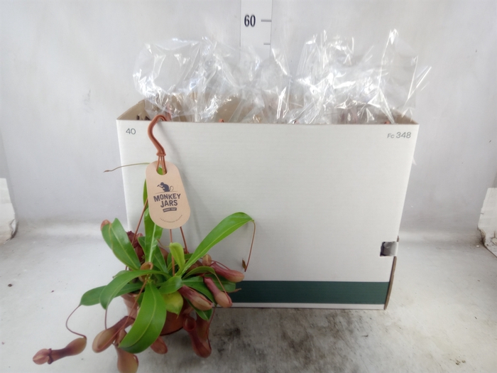 <h4>Nepenthes alata</h4>