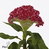 Celosia unlimited coral