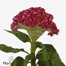 Celosia unlimited coral