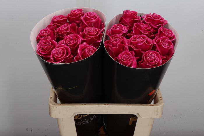 <h4>Wax-Rozen Wax Cerise Rose w18</h4>