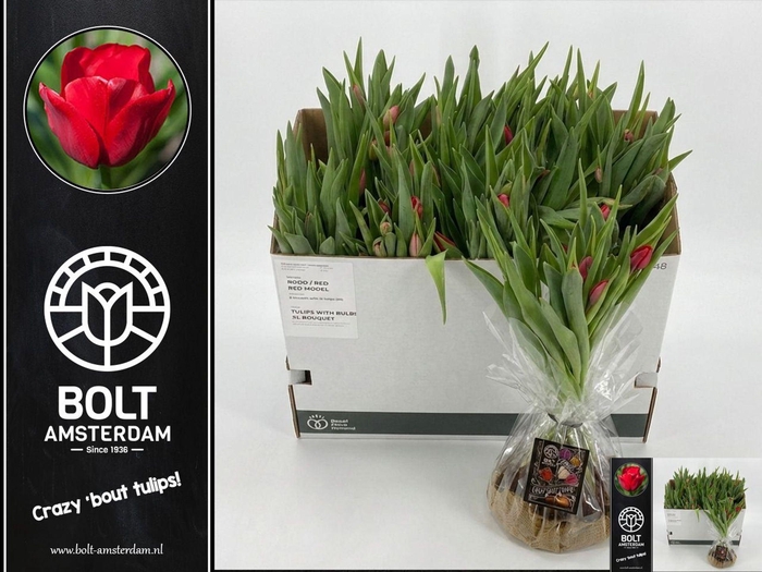 <h4>TULIPA EN 'RED MODEL' x12</h4>