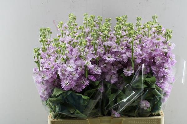 <h4>Matth Mathilda Pink (l.rose)</h4>