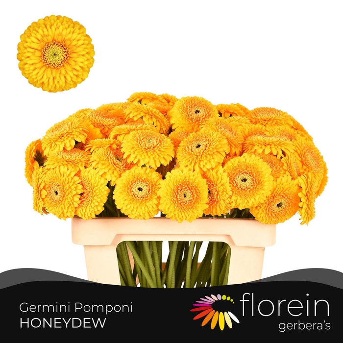 <h4>GE MB POM HONEYDEW</h4>