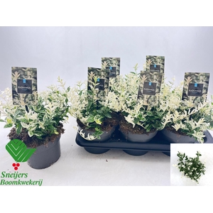 EUONYMUS FO HARLEQUI