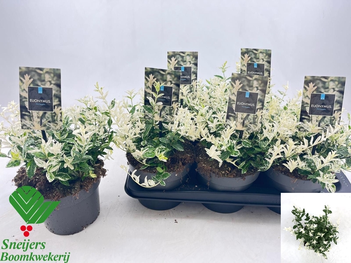 <h4>EUONYMUS FO HARLEQUI</h4>