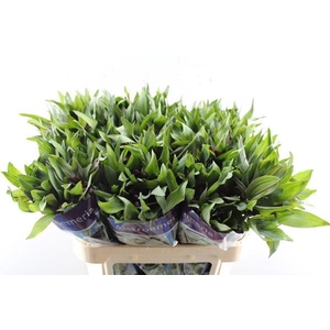 Alstr Hiphop (oranje)xx