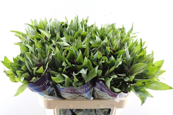 <h4>Alstr Hiphop (oranje)xx</h4>