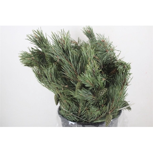 Pinus Mugo P Bunch