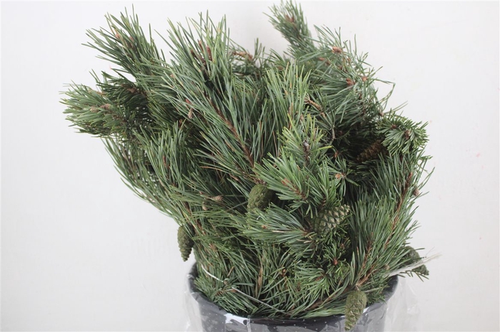<h4>Pinus Mugo P Bunch</h4>