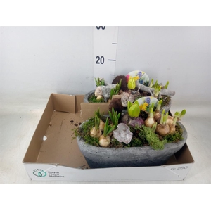 Arr.   Bol/Knolgewas L%