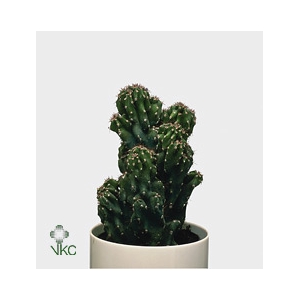 Cereus Mixdoos