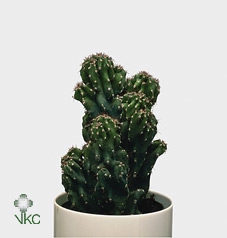 <h4>Cereus Mixdoos</h4>