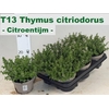 Thym Citriodorus