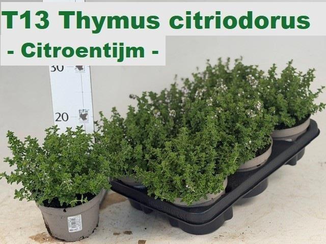 Thym Citriodorus