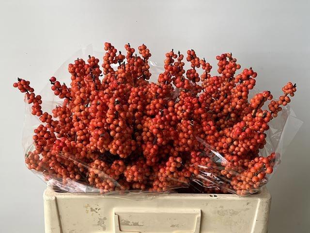 <h4>Ilex Ve Winter Gold</h4>