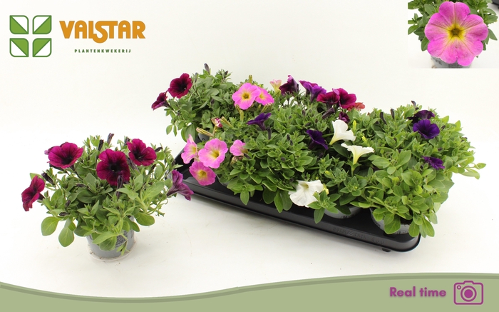 <h4>PET FAMOUS GEM</h4>