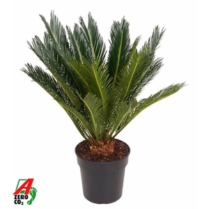 Cycas revoluta