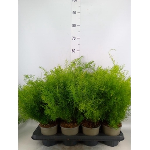 Asparagus dens. 'Sprengeri'