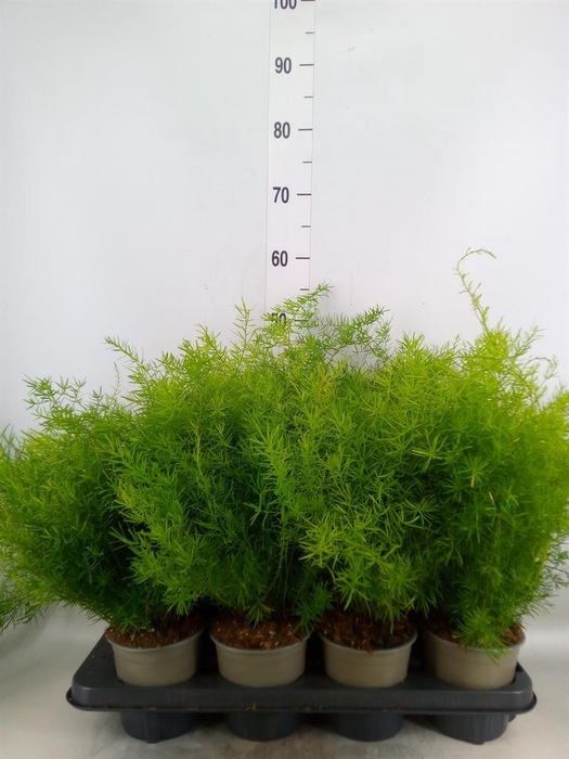 <h4>Asparagus dens. 'Sprengeri'</h4>