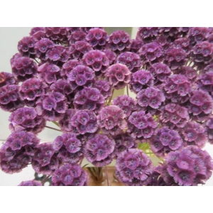 Scabiosa Milka