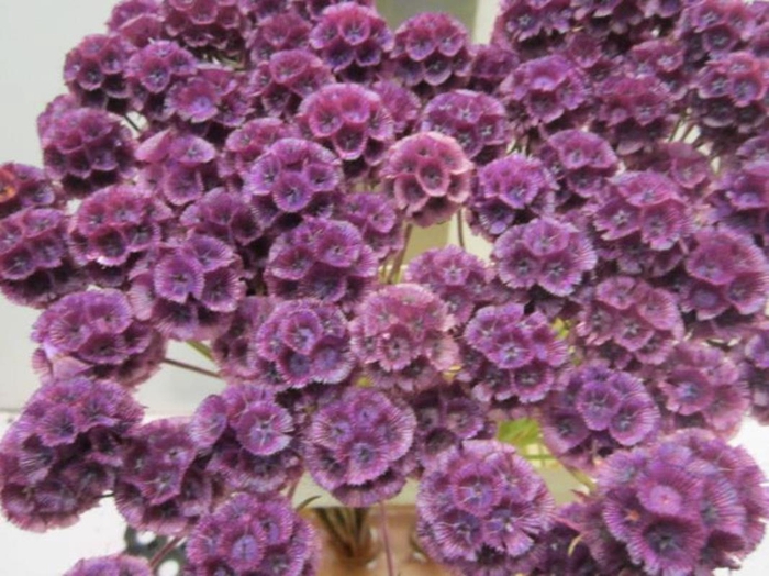 <h4>Scabiosa Milka</h4>