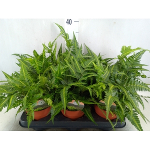 Arachniodes aristata 'Variegata'