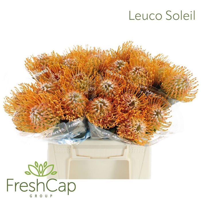 <h4>Leucospermum  'Soleil'</h4>