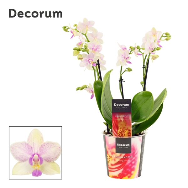 <h4>Phalaenopsis dazzling Blossom bliss 3-4 tak (Decorum)</h4>