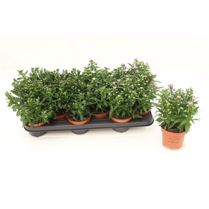 Aster Starletta Mixtray