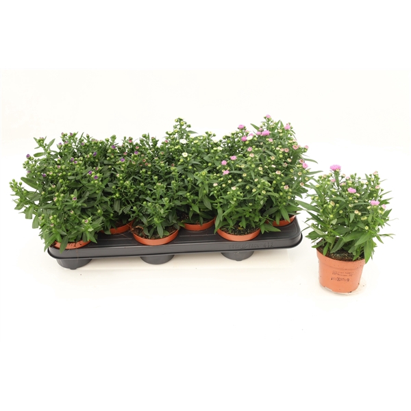 <h4>Aster Starletta Mixtray</h4>