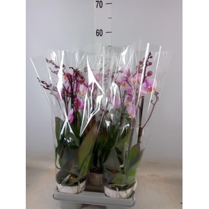 Phalaenopsis  'Ant Roskilde'