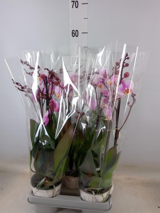 <h4>Phalaenopsis 'Ant Roskilde'</h4>