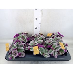 Tradescantia cerinth. 'Nanouk'