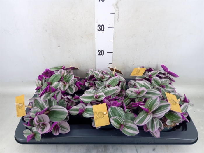 <h4>Tradescantia cerinth. 'Nanouk'</h4>