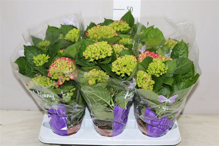 <h4>Hydrangea Amsterdam Rood 5-7</h4>