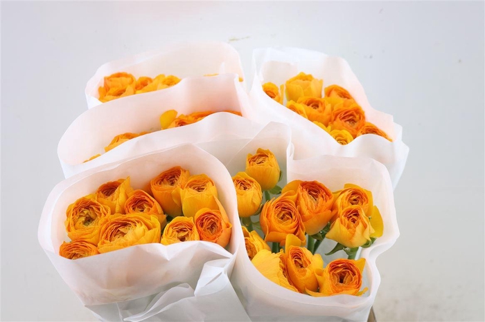 Ran Cloni Ex Lambada