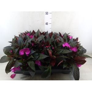 Impatiens NG 'Tamarinda Violet'