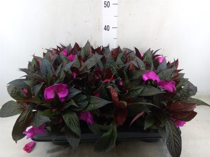 <h4>Impatiens NG 'Tamarinda Violet'</h4>